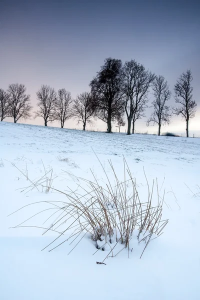 Взимку поле захід сонця — стокове фото
