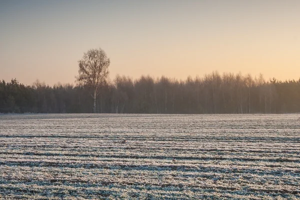 Winter field sunset — Stock Photo, Image