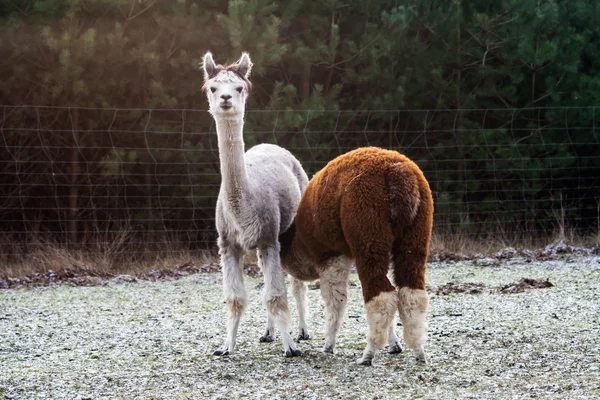 Alpaka (Vicugna pacos) — Stock fotografie