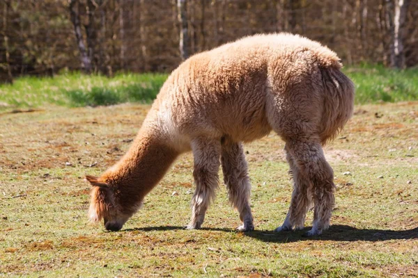 Alpaka (Pacos vicugna) — Zdjęcie stockowe