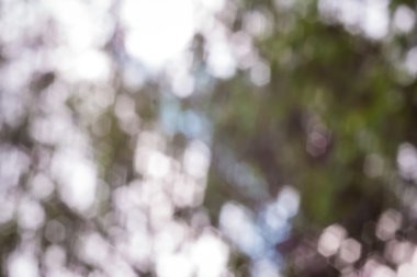 doğa bokeh arka plan