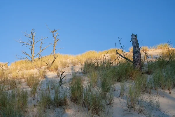 Dunas paisaje con plantas — Foto de Stock