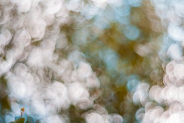 doğa bokeh arka plan