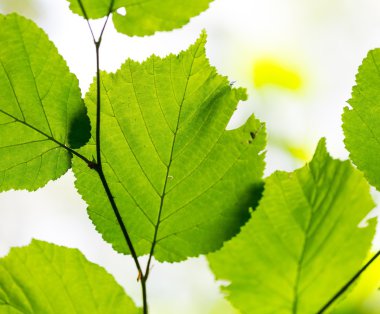 Şube zemin üzerine yeşil yaprakları