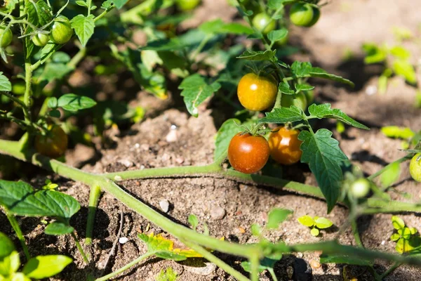 Зеленые помидоры . — стоковое фото