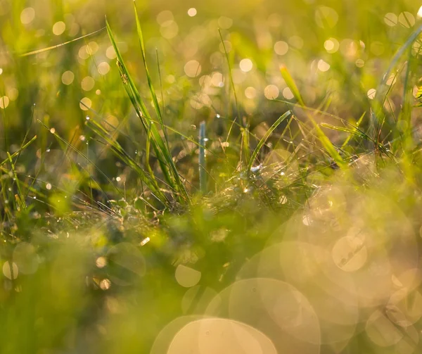 Gras mit Tautropfen — Stockfoto