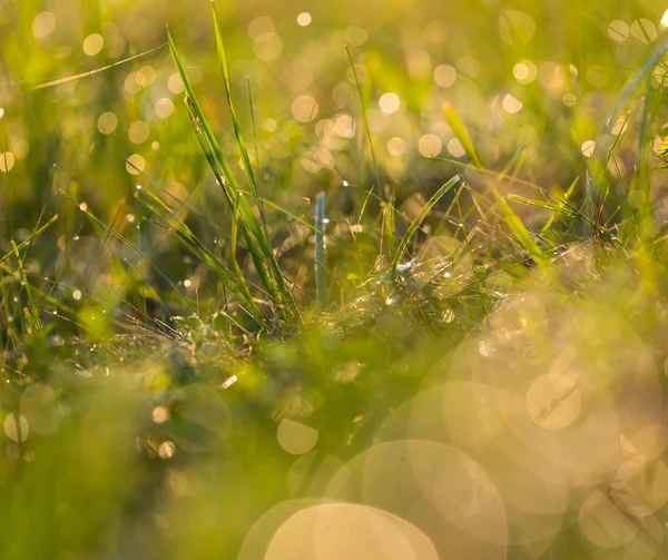 Herbe avec gouttelettes de rosée — Photo