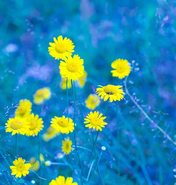 Wildblumen — Stockfoto