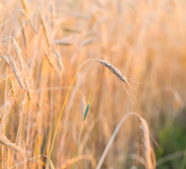 Champ de céréales — Photo