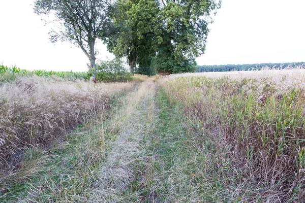 Cereal field — Stock Photo, Image