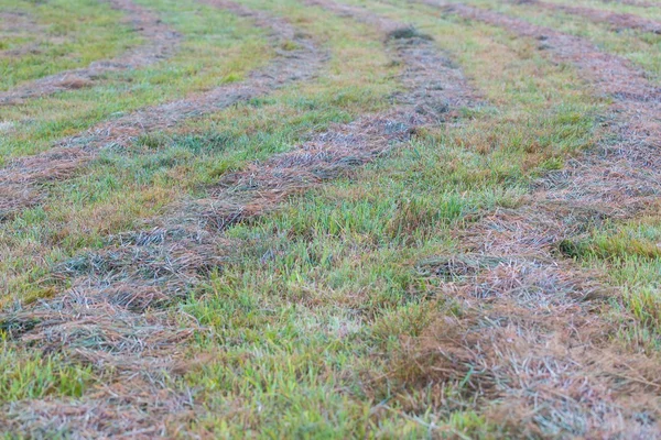 Mown grass with lines — Stock Photo, Image