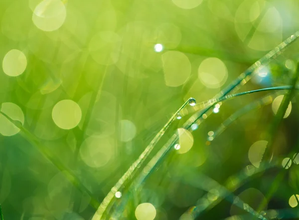 Herbe avec gouttelettes de rosée — Photo