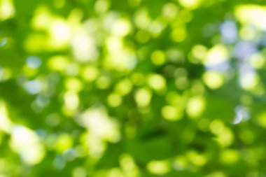 doğa bokeh arka plan