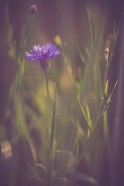 Vintage Peygamber Çiçeği