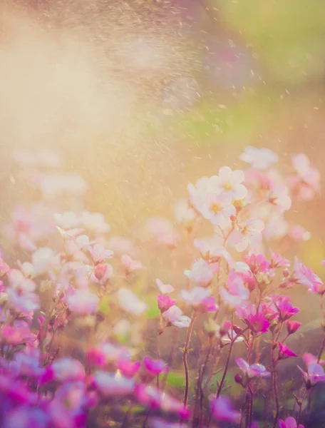 Vintage photo of beautiful small flowers. Useful as background — Stock Photo, Image