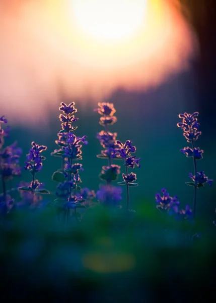 Foto vintage di bellissimi piccoli fiori. Utile come sfondo — Foto Stock