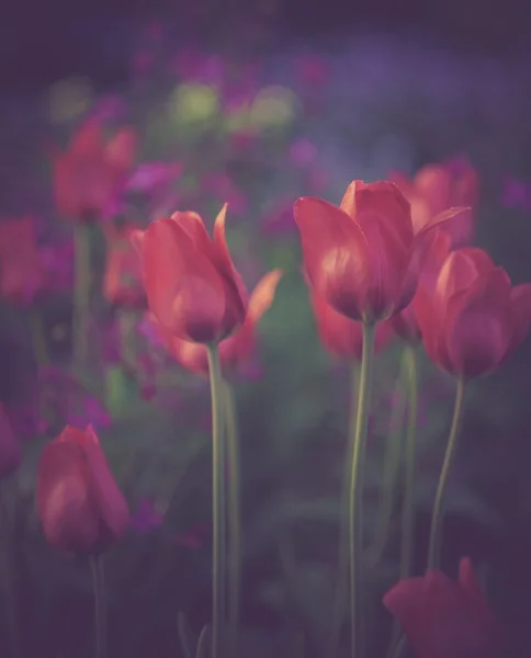 Flores de tulipanes rojos vintage — Foto de Stock