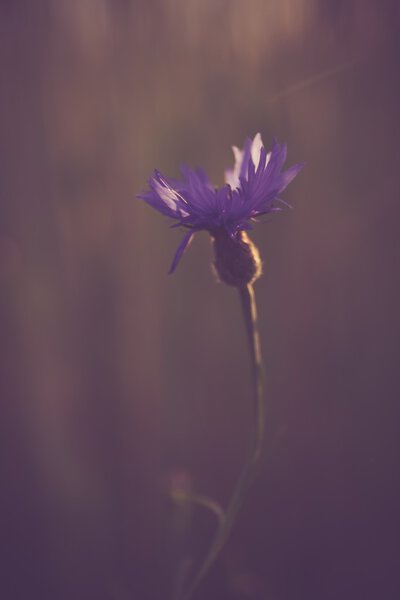 Beautiful close up cornflower in sunset light. Photo with vintage mood effect