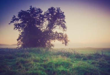 Vintage Fotoğraf yaz aylarında sabah sisli çayır. Kırsal manzara
