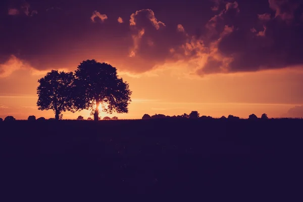 La foto vintage de la puesta del sol sobre los árboles un campo —  Fotos de Stock