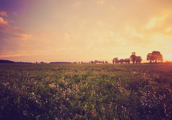 Vintage photo of sunset over trees an field — Stock Photo, Image