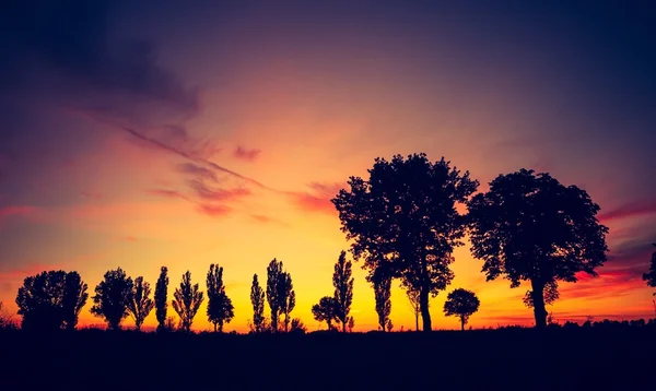 Vintage foto van de zonsondergang over bomen een veld — Stockfoto
