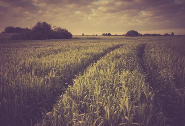 Foto vintage del paisaje del campo de maíz —  Fotos de Stock