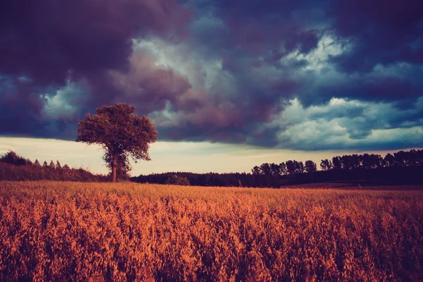 Vintage foto van maïs veld landschap — Stockfoto