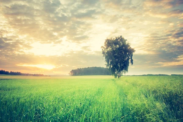 Jahrgang Foto von Maisfeld Landschaft — Stockfoto