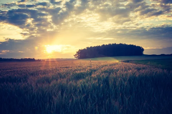 Vintage foto van maïs veld landschap — Stockfoto