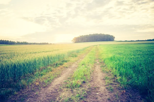 Vintage foto van maïs veld landschap — Stockfoto