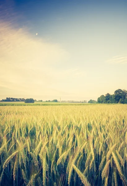 Foto vintage del paisaje del campo de maíz —  Fotos de Stock