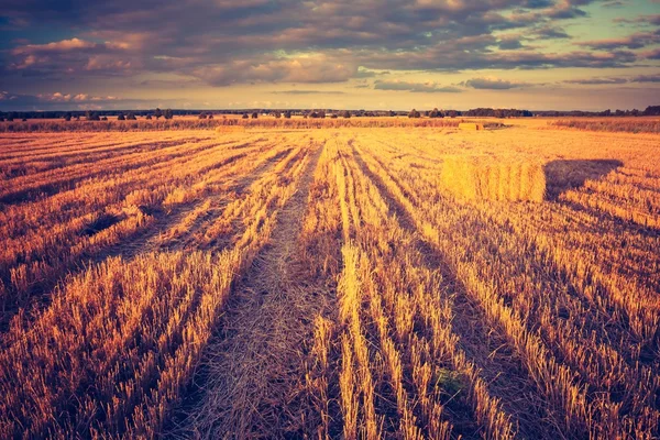 Vintage photo of stubble field — Stock Photo, Image