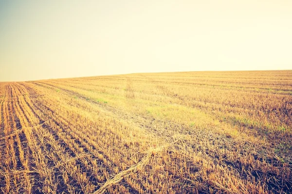 Vintage photo of stubble field — Stock Photo, Image