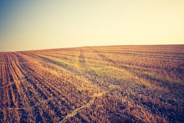 Vintage photo of stubble field — Stock Photo, Image