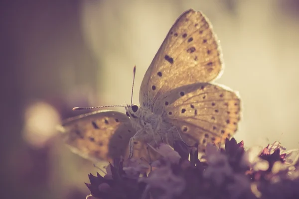 Vintage motyl — Zdjęcie stockowe