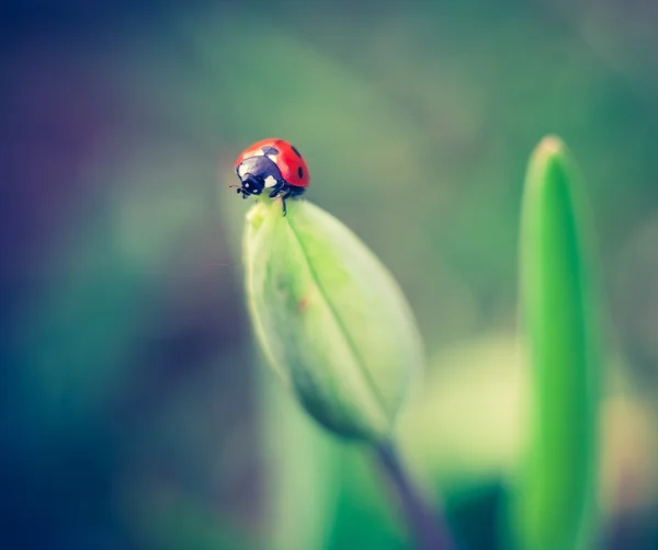 Foto vintage di coccinella sulla pianta — Foto Stock