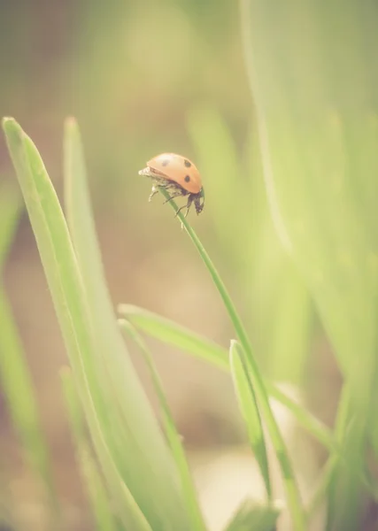 Foto vintage de joaninha na planta — Fotografia de Stock