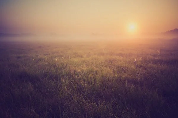 Vintage photo of morning foggy meadow in summer. Rural landscape