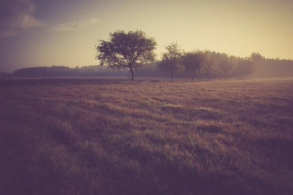 Jahrgangsfoto der morgendlichen nebligen Wiese im Sommer. Ländliche Landschaft — Stockfoto