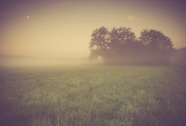 Foto vintage do prado nebuloso da manhã no verão. Paisagem rural — Fotografia de Stock