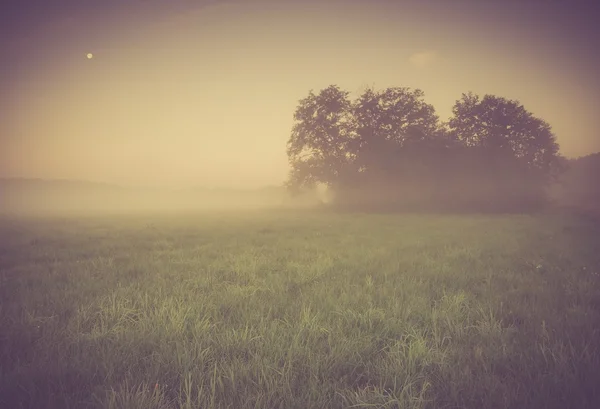 Foto vintage del prado nebuloso de la mañana en verano. Paisaje rural — Foto de Stock