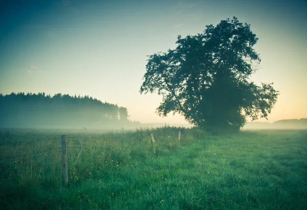 Vintage photo of morning foggy meadow in summer. Rural landscape — Stock Photo, Image