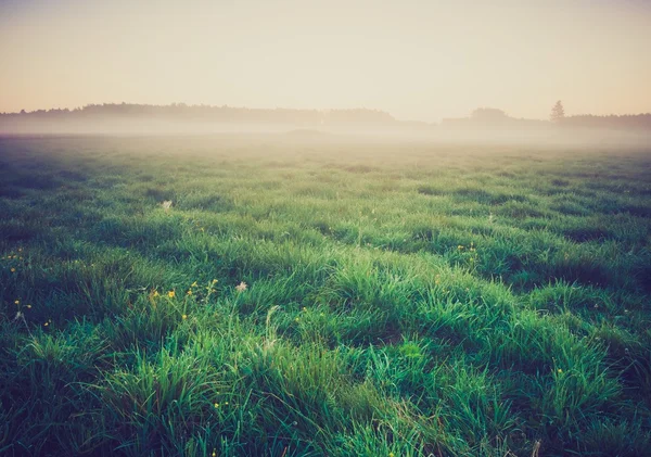 Vintage φωτογραφία του πρωινή ομίχλη λιβάδι το καλοκαίρι. Αγροτικού τοπίου — Φωτογραφία Αρχείου