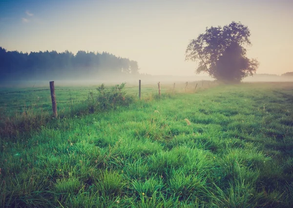 Foto vintage del prado nebuloso de la mañana en verano. Paisaje rural — Foto de Stock