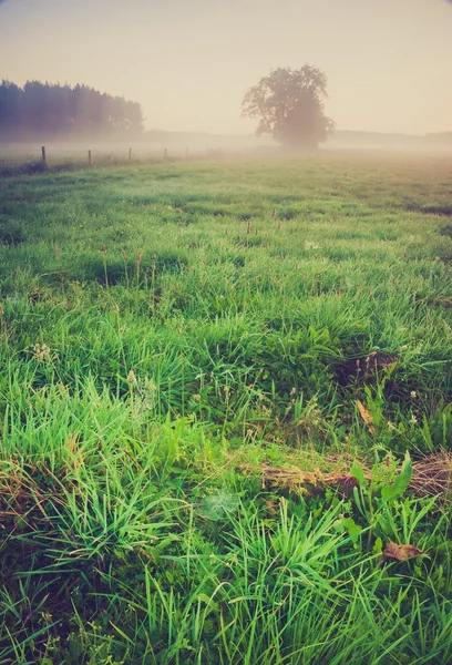 Foto vintage del prado nebuloso de la mañana en verano. Paisaje rural — Foto de Stock