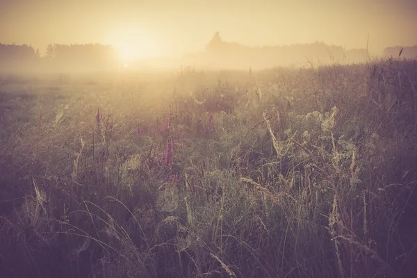 Vintage foto van ochtend mistige weide in de zomer. Rurale landschap — Stockfoto