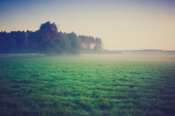 Foto vintage del prado nebuloso de la mañana en verano. Paisaje rural — Foto de Stock