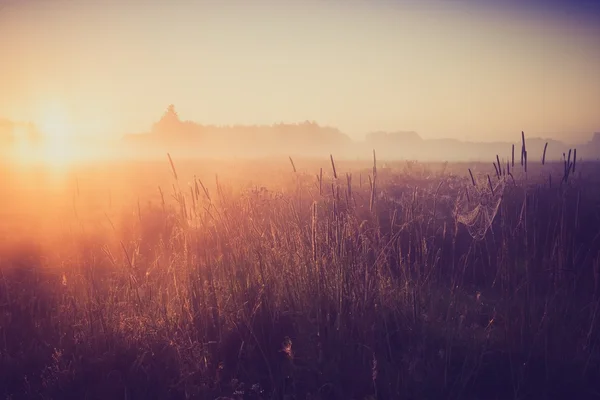 Jahrgangsfoto der morgendlichen nebligen Wiese im Sommer. Ländliche Landschaft — Stockfoto