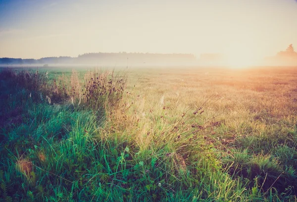 Vintage photo of morning foggy meadow in summer. Rural landscape — Stock Photo, Image